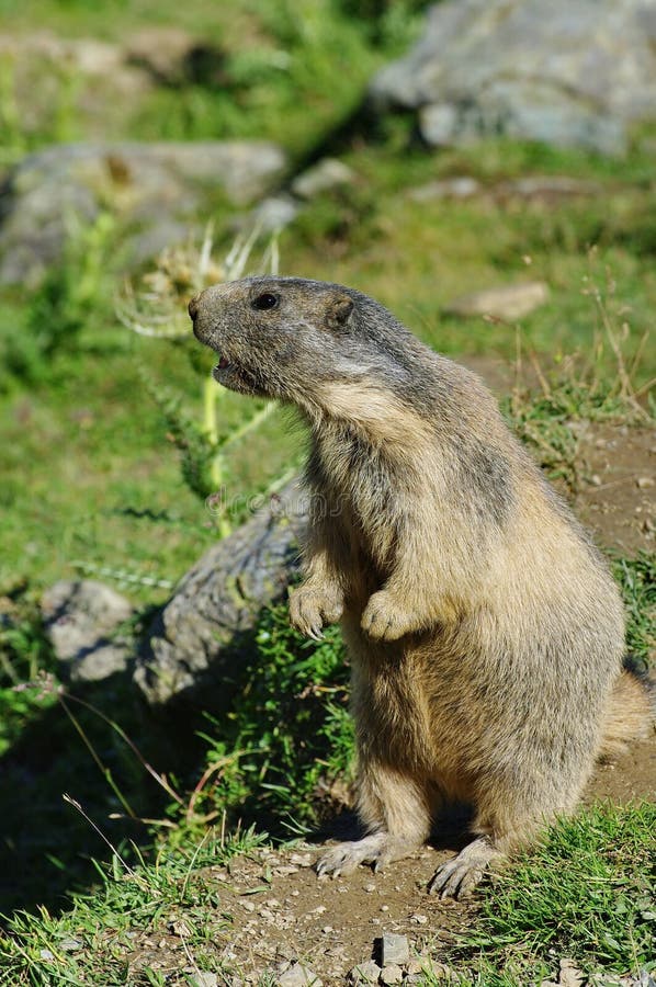 Groundhog Scream Stock Photos - Free & Royalty-Free Stock Photos from ...