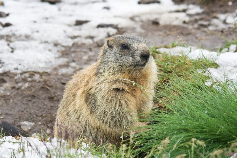 Marmot on snowy land