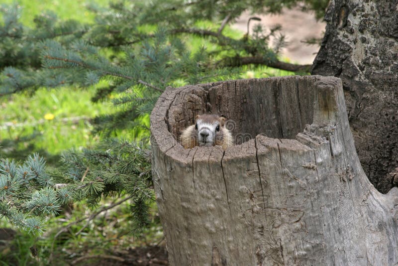 Marmot in tree stump