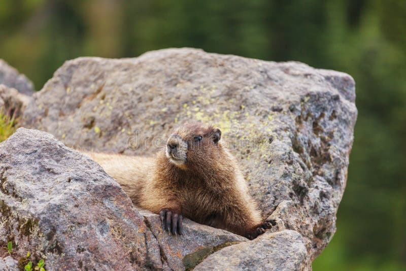 marmot b love