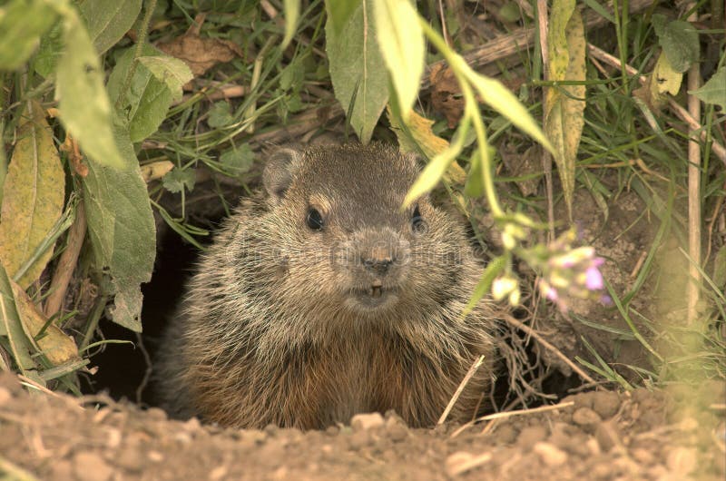 Marmota fotos de stock royalty free Marmota fotos de stock royalty free