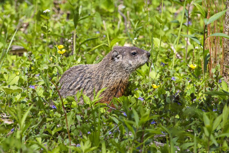 Marmota Monax Groundhog Woodchuck Rodent