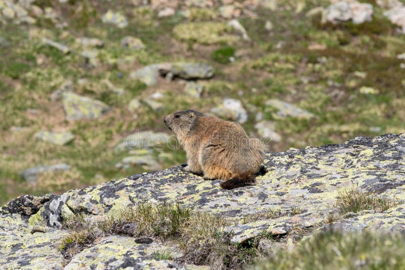 Marmot Sitting on a Rock Watching the Surroundings, French Alps Stock Photo - Image of awake, animal: 189319036 Marmot Sitting on a Rock Watching the Surroundings, French Alps Stock Photo - Image of awake, animal: 189319036