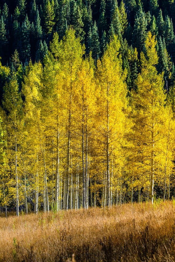 Maroon bells forest - colorado aspen autumn fall colors royalty free stock image Maroon bells forest - colorado aspen autumn fall colors royalty free stock image