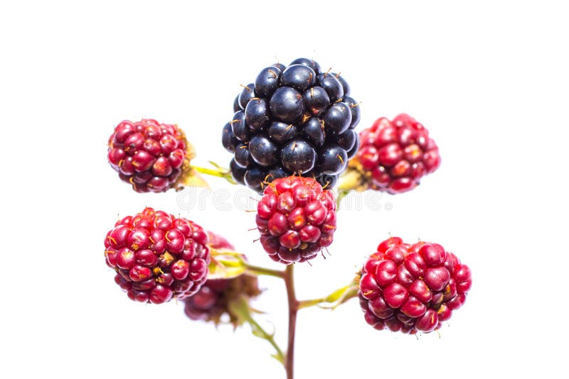 Maroon and black blackberries gradually ripening on the branch stock photography Maroon and black blackberries gradually ripening on the branch stock photography