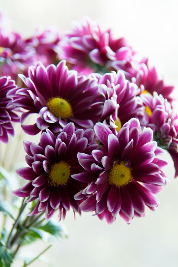 Maroon Chrysanthemum Mums Aster Flowers, Crysanths Stock Photo - Image ...