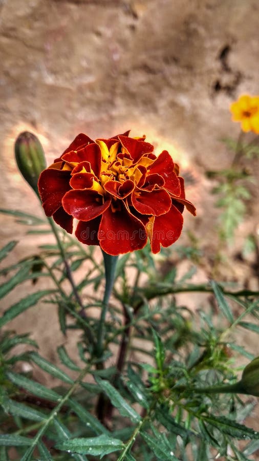 A Maroon FlowerShaped Serving Bowl on Stone Countertop Stock Image
