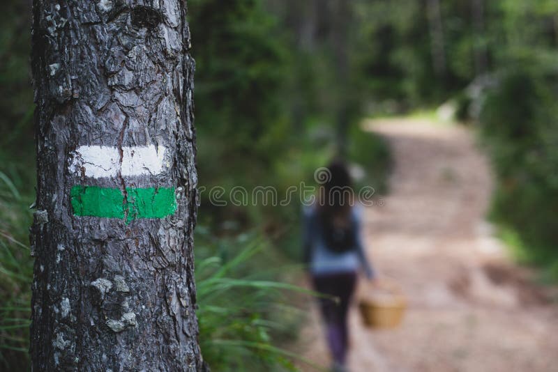 Marque peinte de chemin sur un arbre avec le randonneur brouillé de femme sur le chasseur de champignon de fond photographie stock Marque peinte de chemin sur un arbre avec le randonneur brouillé de femme sur le chasseur de champignon de fond photographie stock