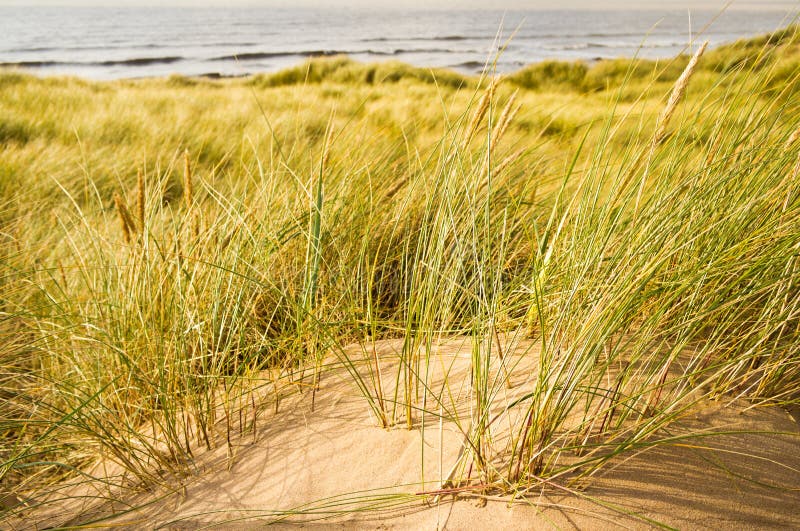 Marram grass