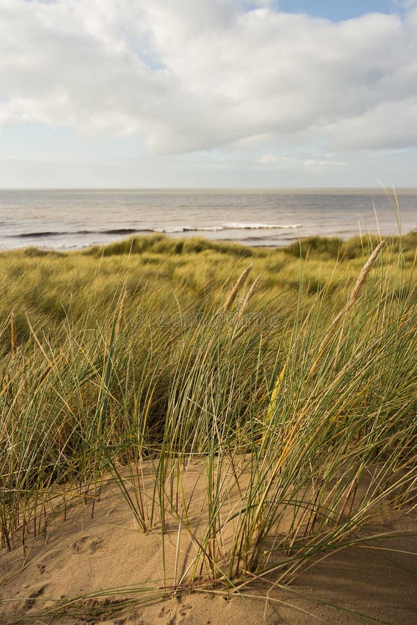 Marram grass