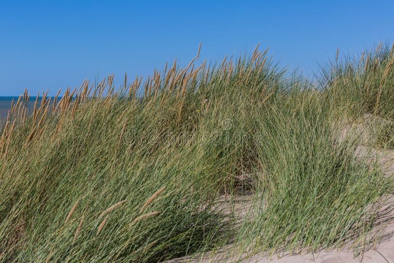 Marram grass in bloom