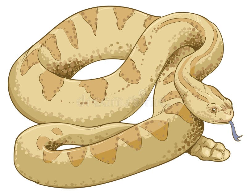 Cobra De Desenho Em Fundo Branco Ilustração do Vetor - Ilustração de preto,  cascavel: 148485692