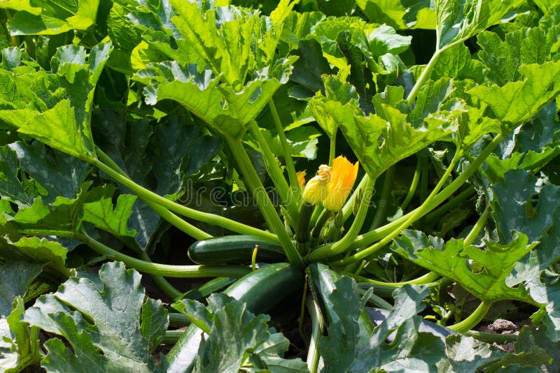 Marrow plant stock photo. Image of backgrounds, ingredient - 39500496