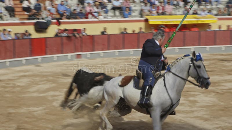 26 mars 2023 portugal vila franca de xira : tourada bull chasse cavaleiro à cheval sur l'arène de combat