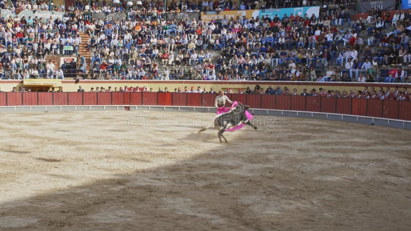 26 mars 2023 portugal vila franca de xira : tourada cavaleiros combattant le taureau sur l'arène