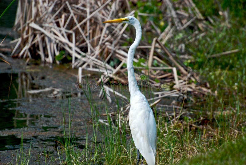 Marsh Bird stock photo. Image of tall, water, beak, humid  6417284