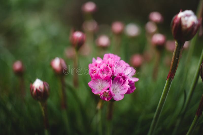 Marsh Daisy Armeria-maritima royalty-vrije stock fotografie Marsh Daisy Armeria-maritima royalty-vrije stock fotografie
