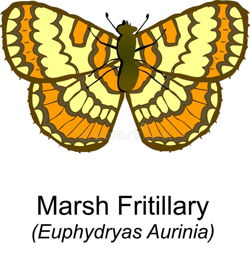 Marsh Fritilary