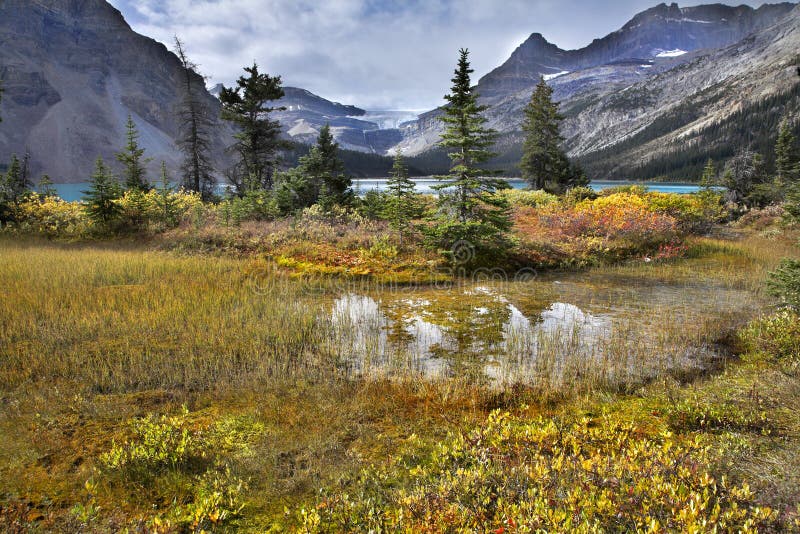 Marsh grass. stock photo. Image of reflection, remote  10836016