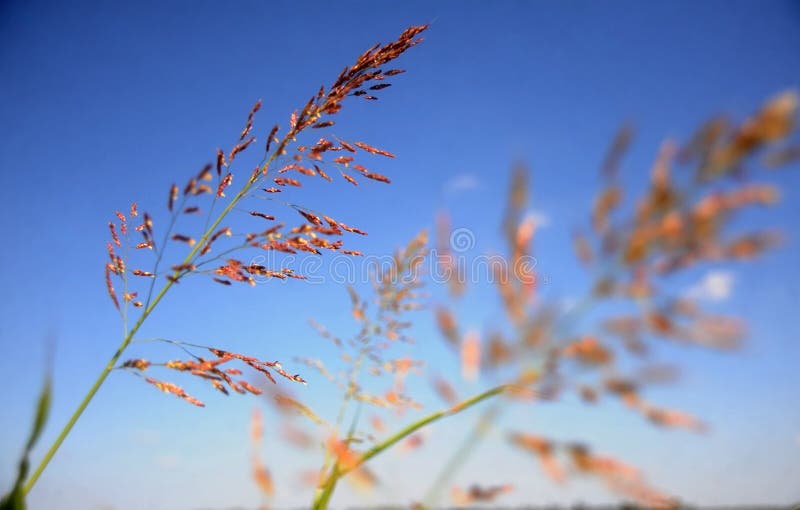 Marsh Grass stock photography