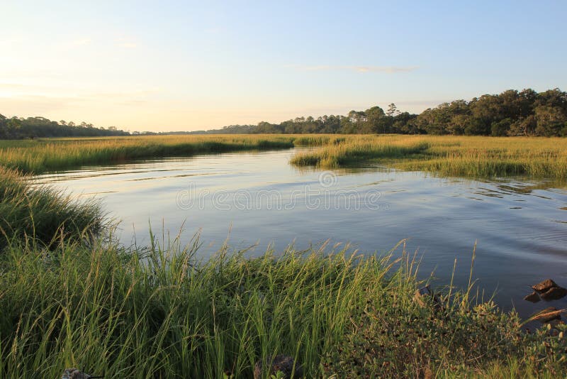 Marsh and Grasses