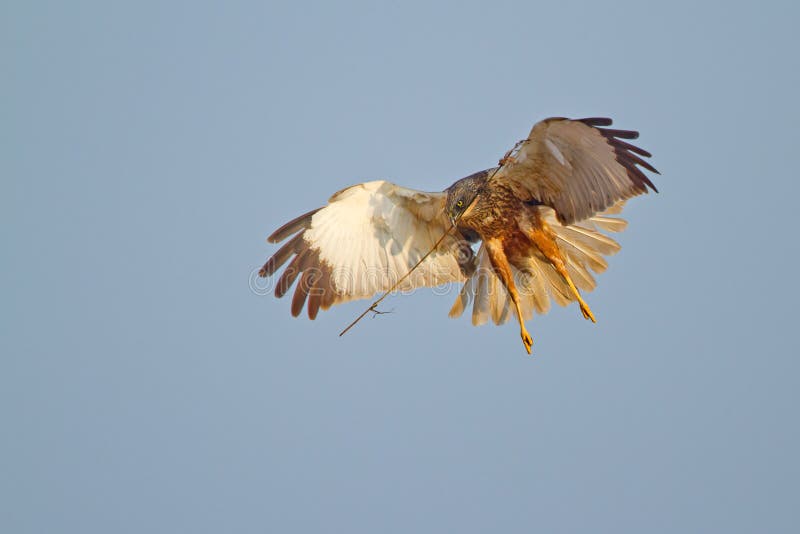 Marsh Harrier