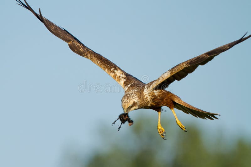 Marsh Harrier