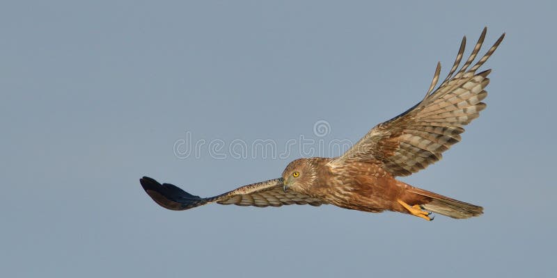 Marsh Harrier flying