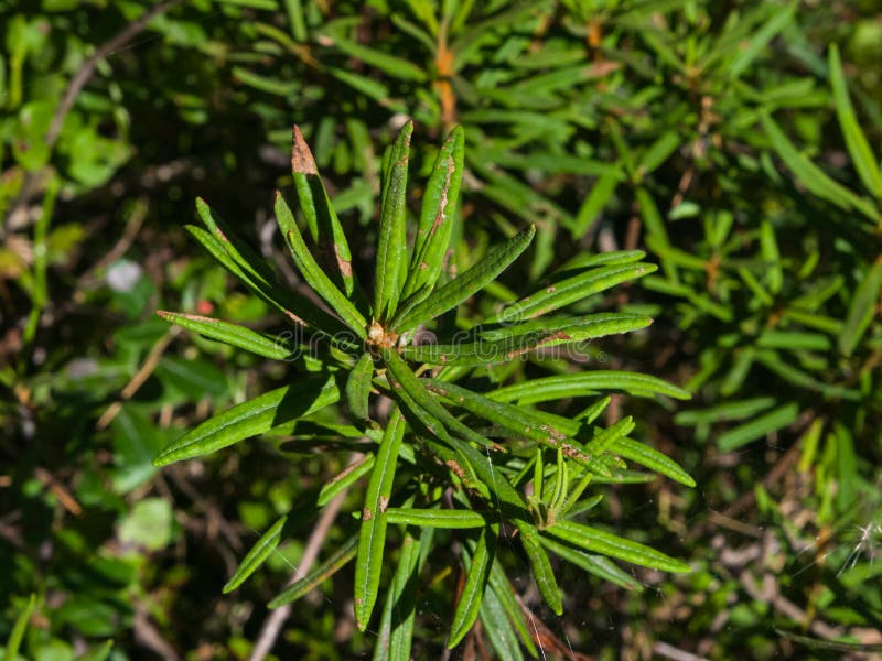 Marsh Labrador-Tee, Rhododendron tomentosum Ledum palustre, verlässt auf Stamm, Nahaufnahme, selektiver Fokus, flacher DOF stockbild Marsh Labrador-Tee, Rhododendron tomentosum Ledum palustre, verlässt auf Stamm, Nahaufnahme, selektiver Fokus, flacher DOF stockbild