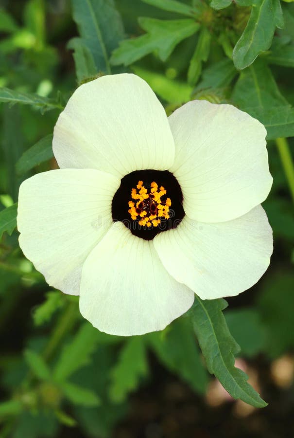 Marsh Mallow Flower Hibiscus Cannabinus Blooming Stock Photo Image of