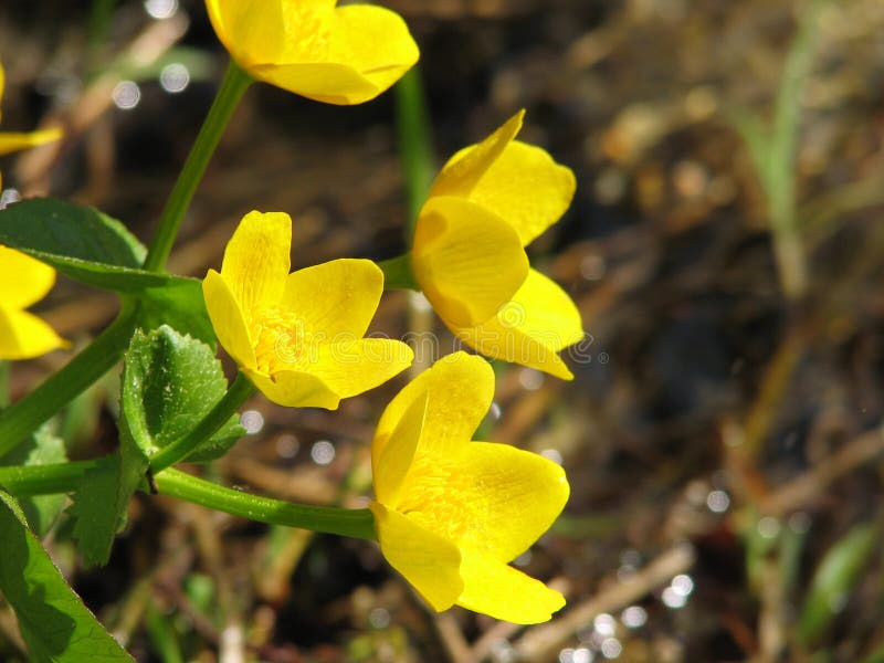 Marsh marigold