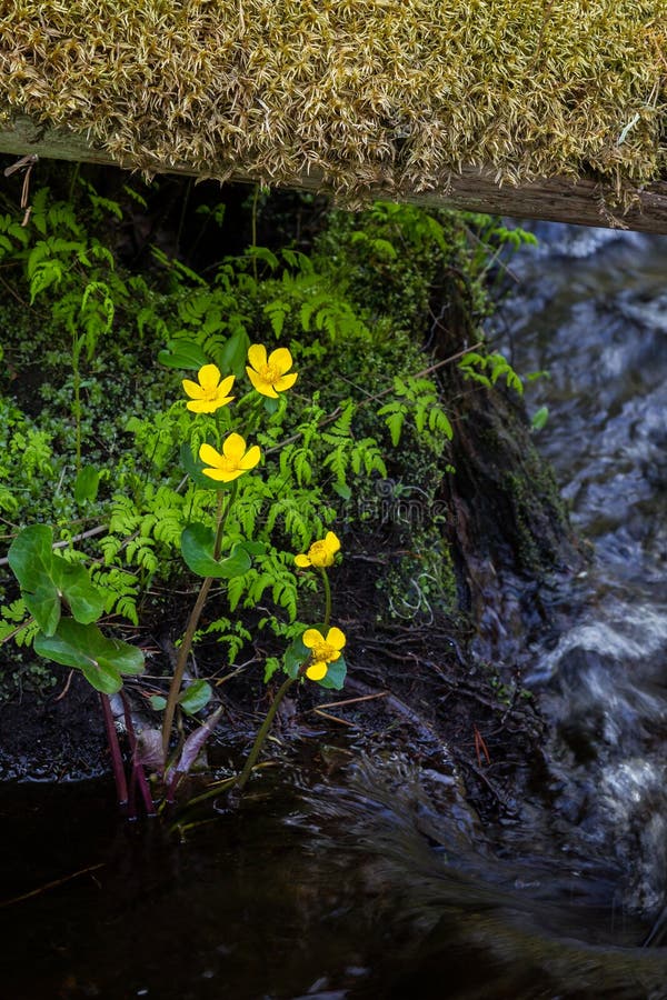 Marsh-marigold stock image Marsh-marigold stock image