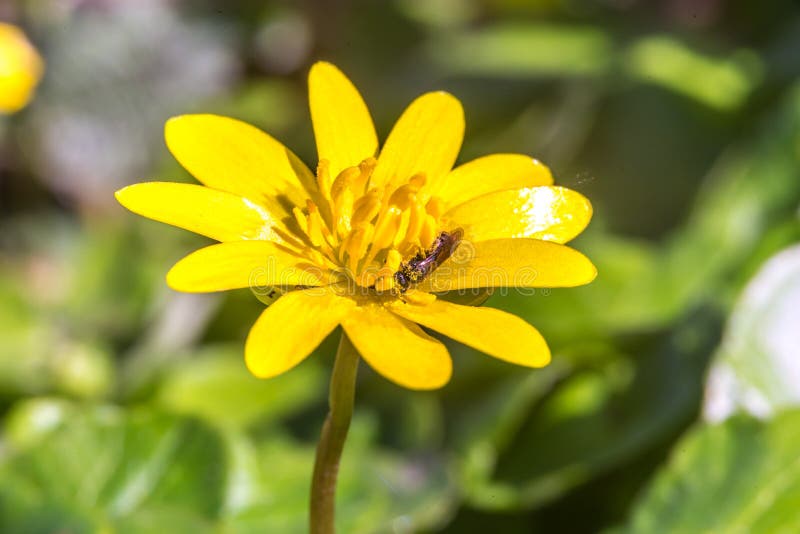 Marsh Marigold (caltha palustris) na začátku jara, detailní