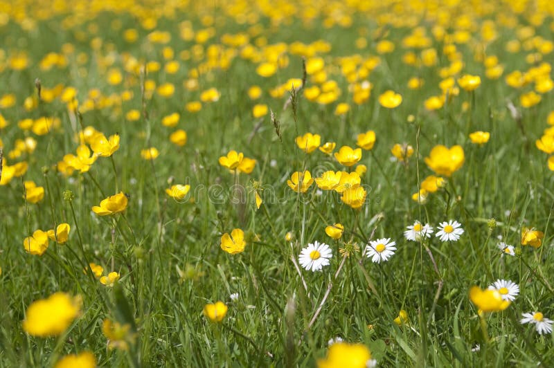 Marsh marigold and daisy stock photo. Image of beautiful 31345796