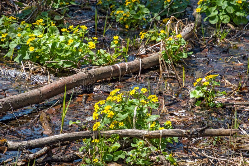 Marsh Plants Growing Near The Pond. Juncus, Subularia Aquatica, Typha Latifolia Stock Image