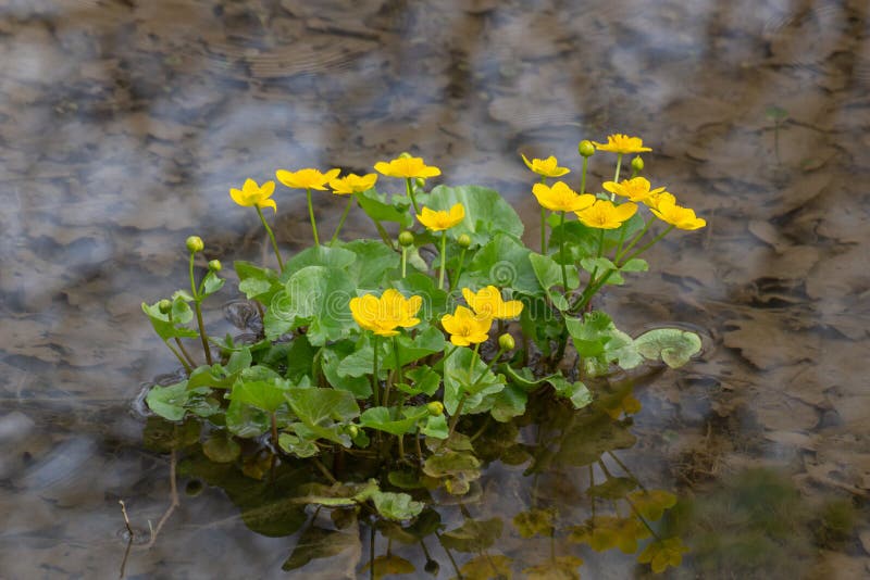 Marsh marigold with yellow flowers growing in the water reflecting trees, Caltha palustris or Sumpfdotterblume royalty free stock images Marsh marigold with yellow flowers growing in the water reflecting trees, Caltha palustris or Sumpfdotterblume royalty free stock images