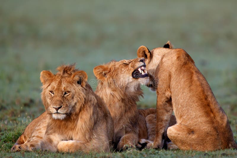 pride of lions another tomorrow pride of lions another tomorrow