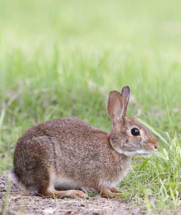 Marsh Rabbit