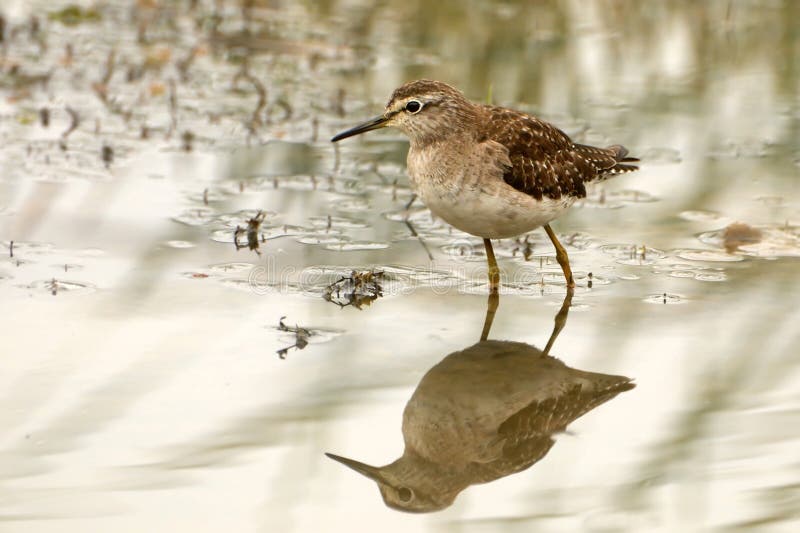 Marsh Sandpiper royalty free stock images