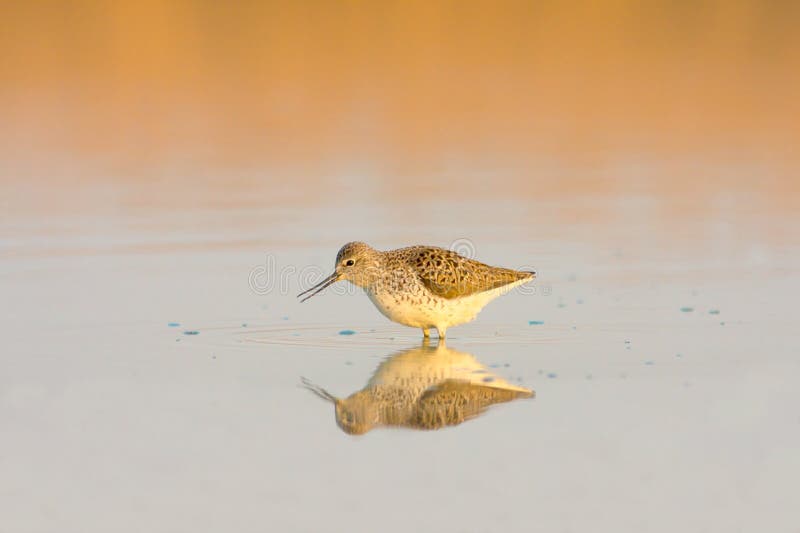 Marsh Sandpiper (Tringa stagnatilis) stock photos