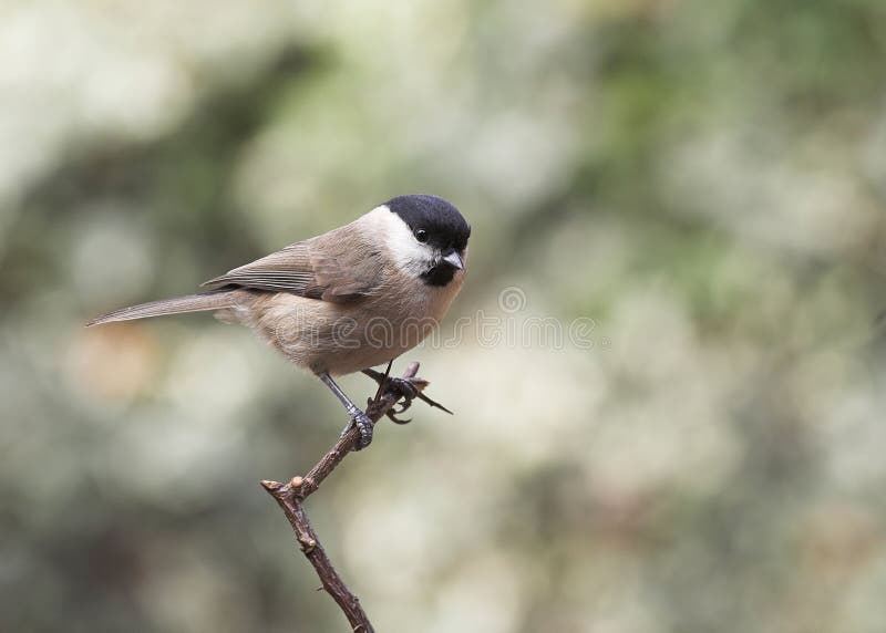 Marsh Tit