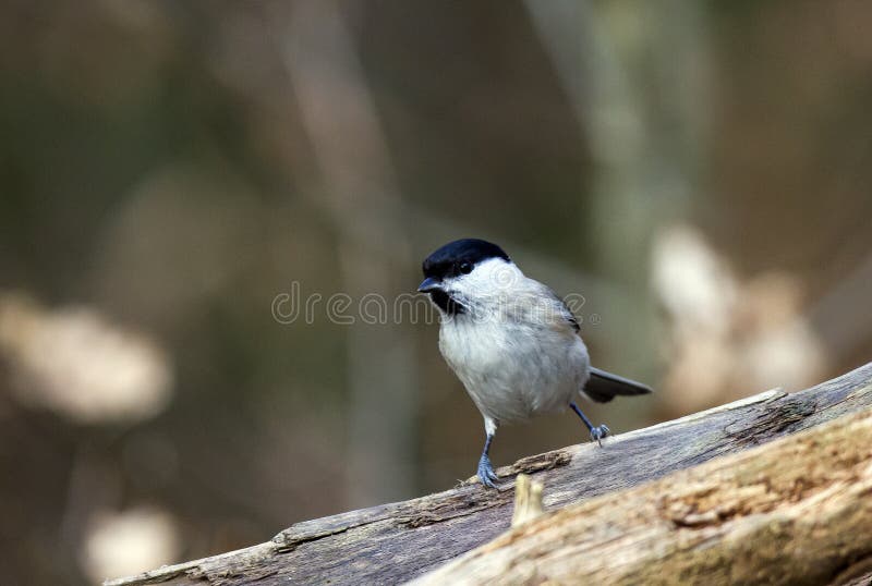 Marsh tit in dark forrest of Småland