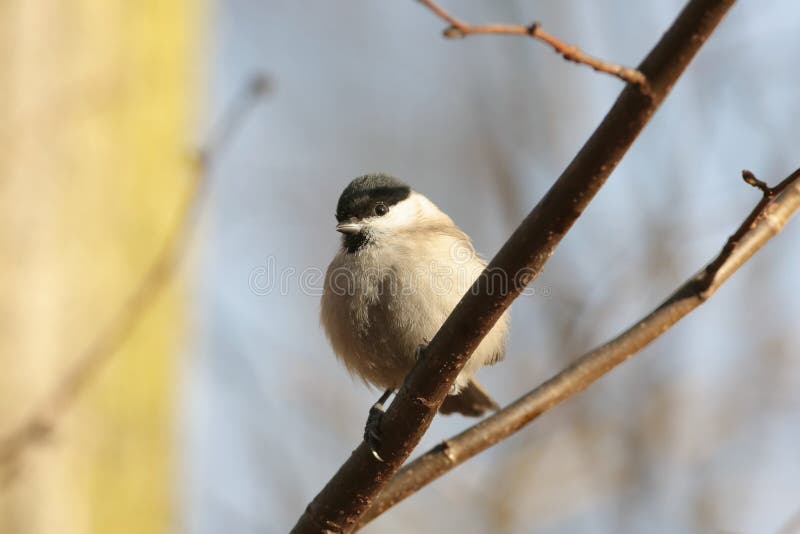 Marsh tit - Parus palustris in the forest