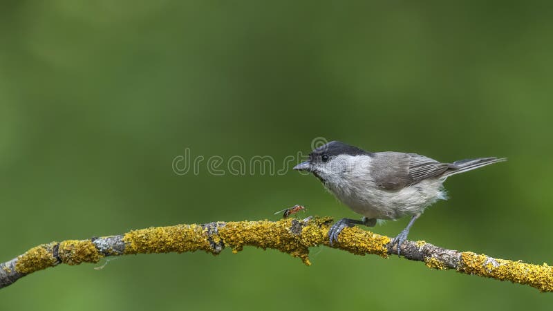 Marsh Tit Poecile palustris. Marsh Tit sitting on a beautiful stick with ant. stock photo
