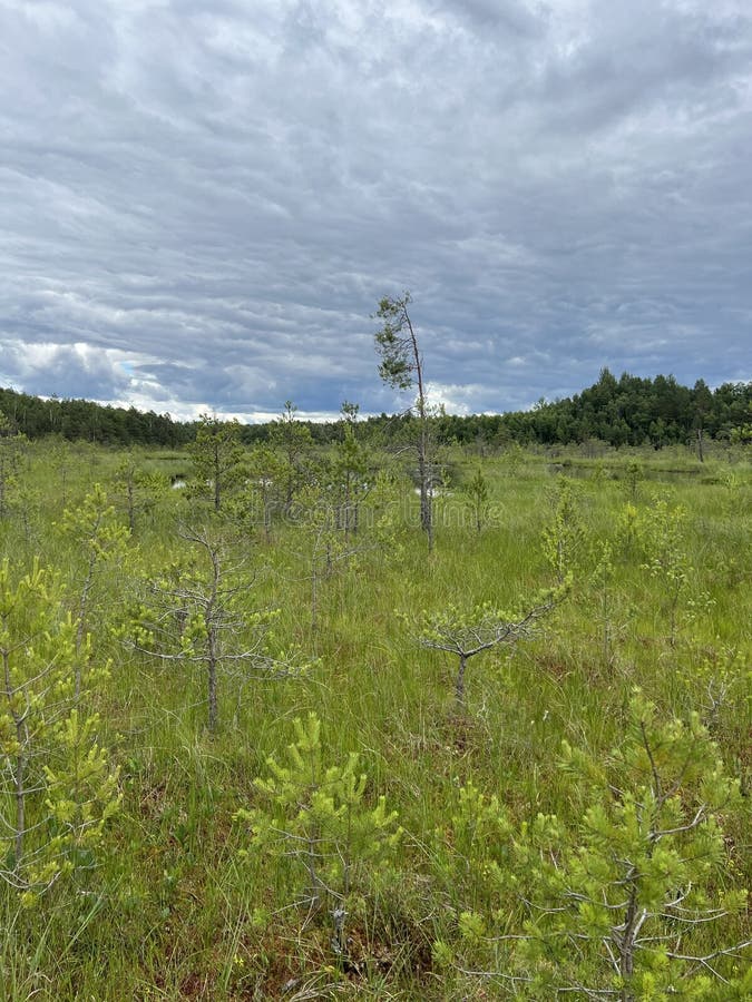 Marshland with dense green grasses and small trees under an overcast sky. The landscape is flat with patches of shallow water, reflecting a stormy gray cloud cover. In the background, a line of taller trees marks the horizon, creating a natural border against the expansive sky. The scene captures the tranquil wilderness and typical vegetation of a marsh area. Dense patches stock images, royalty-free photos and pictures