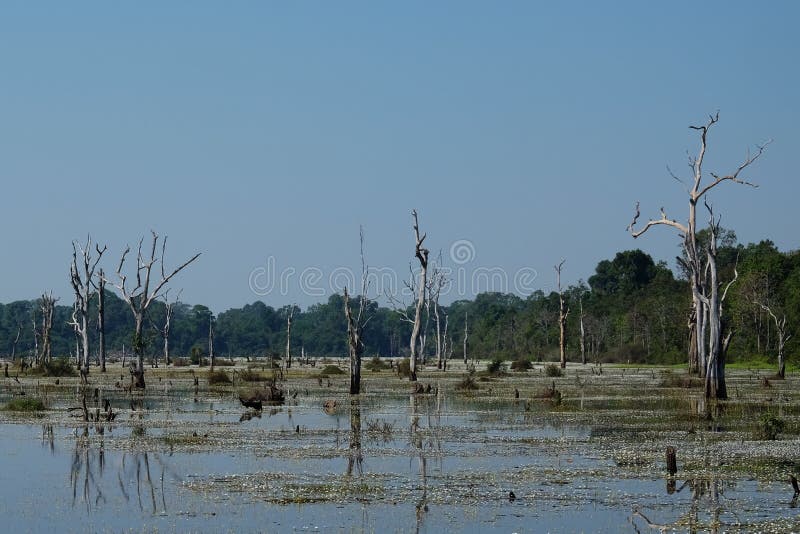 Marshland in the jungle of south-east Asia. Gloomy landscape. Dead trees stock photo Marshland in the jungle of south-east Asia. Gloomy landscape. Dead trees stock photo