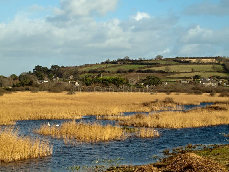 Marshland Near Marazion Cornwall. Reeds and wetlands just outside the village of Marazion on the southwest Cornish coast royalty free stock photos