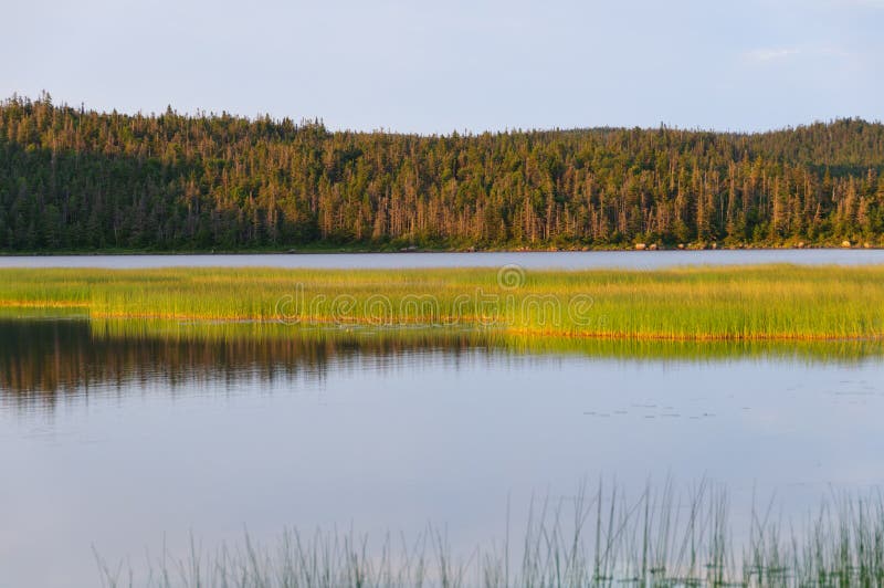 Marshlands in evening light royalty free stock images