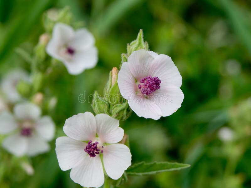 Marshmallow (Althaea Officinalis). Stock Image Image 57967535