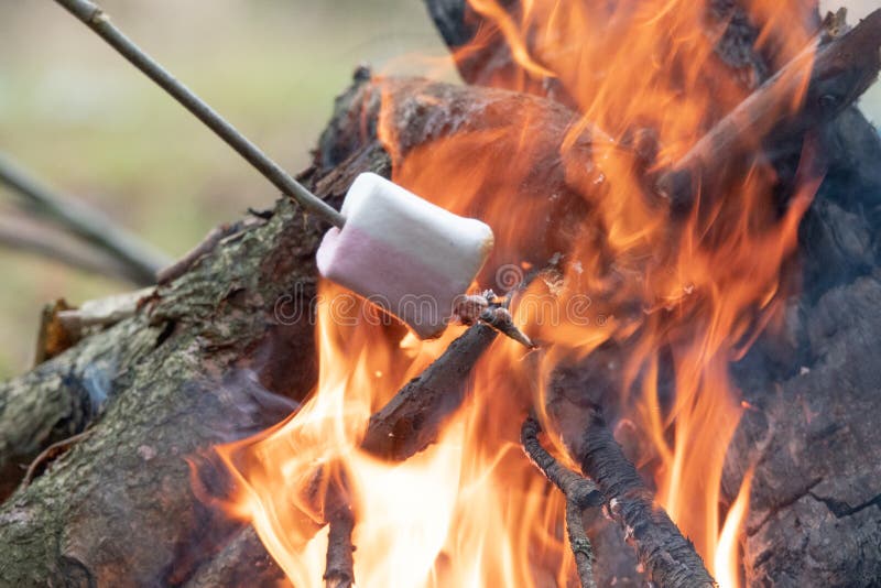 Marshmallow on skewers is fried at the stake. Toasted marshmallows open flame on skewer royalty free stock photos Marshmallow on skewers is fried at the stake. Toasted marshmallows open flame on skewer royalty free stock photos